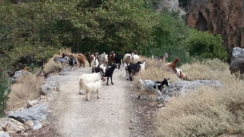 Chania: Milia Mountain Tour W/Lunch Olive Oil/Wine Tastings - Accessibility Considerations