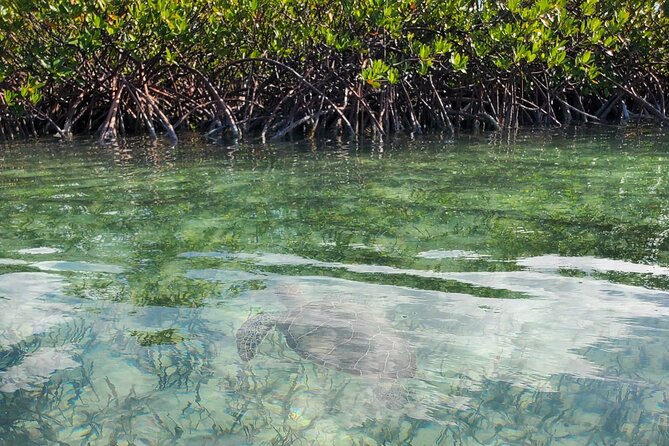 Clear Bottom Kayak Mangrove Eco Tour - Tour Options