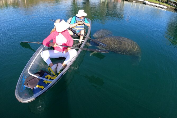 Clear Kayak Manatee Ecotour of Crystal River - Seasonal Variations and Timing