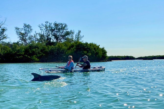 Clear Kayak Tour of Shell Key Preserve and Tampa Bay Area - Observing Coastal Wildlife