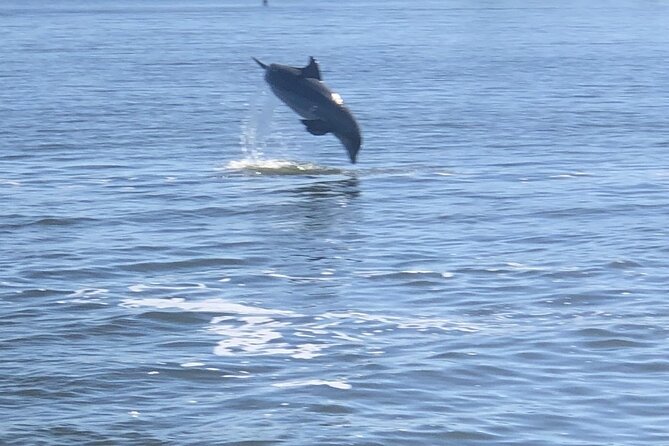 Cocoa Beach Dolphin Tours on the Banana River - Accessibility and Inclusivity