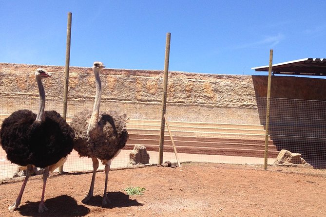 Cocodrilo Park Zoo Admission Ticket in Agüimes - Highly Recommended by Visitors