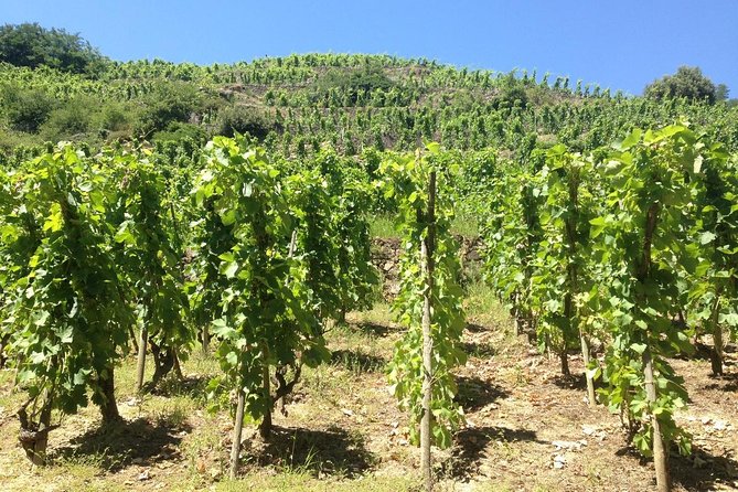 Cotes Du Rhone Wine Tour (9:00 Am to 5:15 Pm) - Small Group Tour From Lyon - Important Considerations