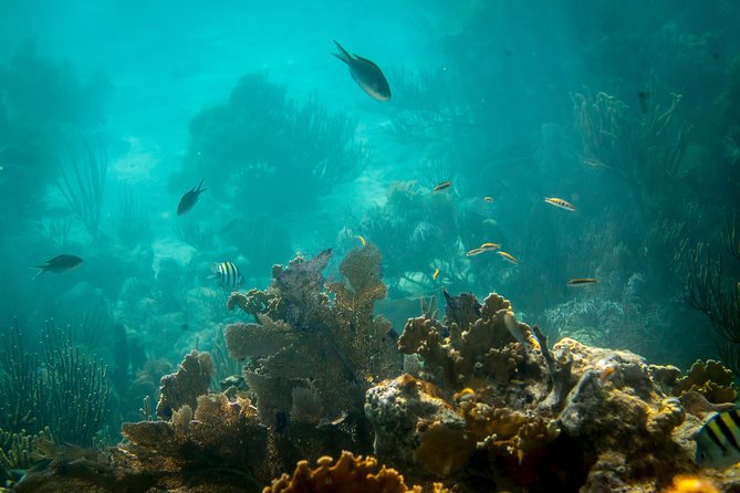 Culebra Snorkeling Tour by Catamaran From Fajardo - Tour Capacity and Group Seating