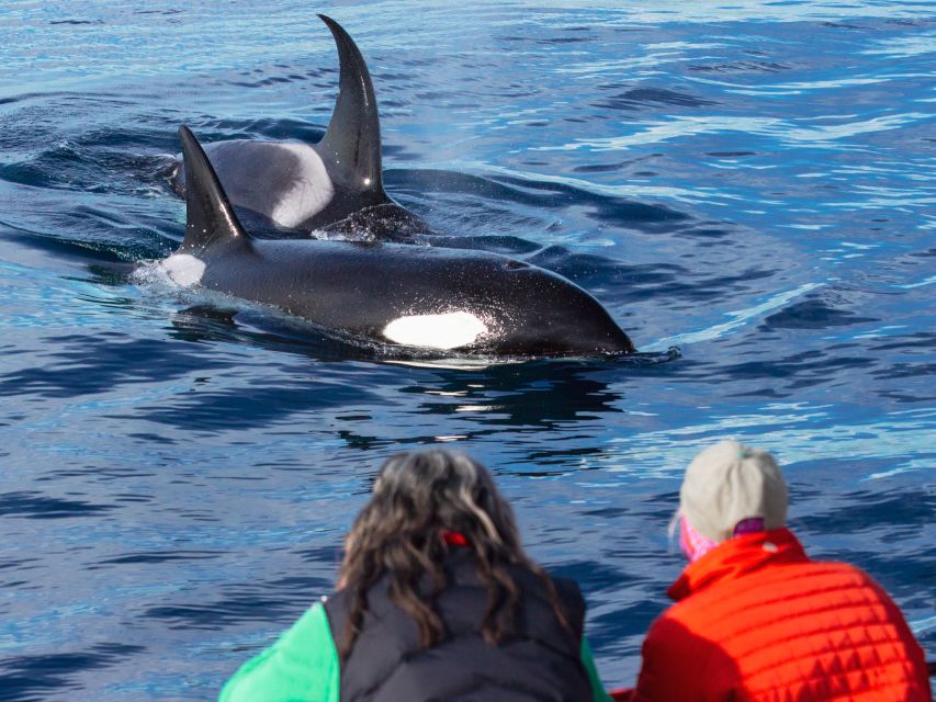 Dana Point Dolphin & Whale Watching With Underwater Viewing - Recommended Attire and Gear