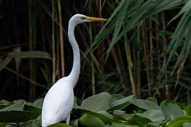 Danube Delta - Private Day-Trip - Bird Watching - Discovering Fishing Villages