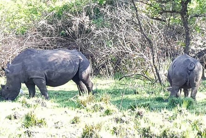 Day Tour Of Ziwa Rhino Sanctuary and Wildlife Ranch - ZIWA RHINO TREKKING - Feedback and Commitment