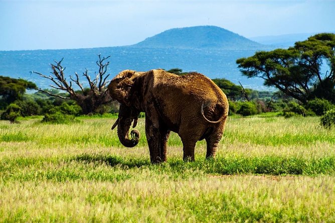 Day Tour To Amboseli National Park - Breathtaking Mount Kilimanjaro