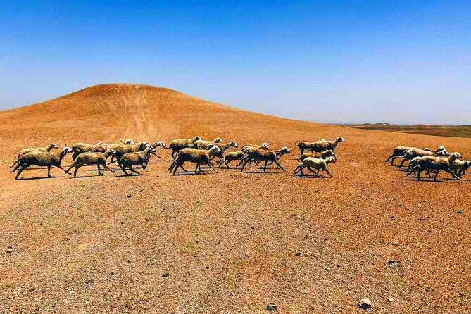 Dinner at Sunset & Camel Ride in Marrakech Desert Agafa - Meeting and Cancellation Details