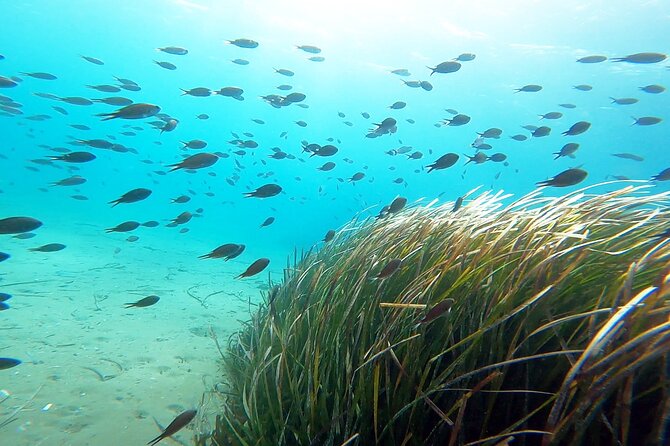 Discover Scuba Diving Experience in Nea Makri - Diving Location and Meeting Point