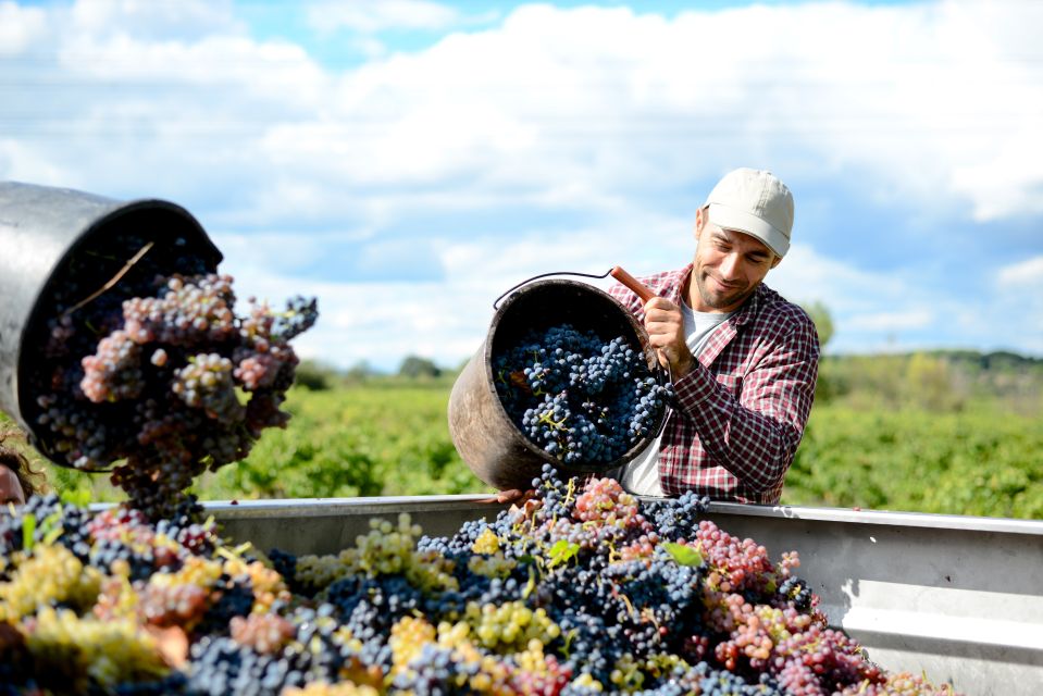 Discover the Secrets of Wine in the Algarve - Ancient Art of Winemaking