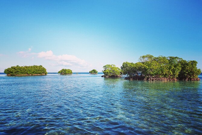 Discovery by Boat of the Mangrove and Its Lagoon in 7 Stages Including 4 Swimming - Age and Transportation Considerations