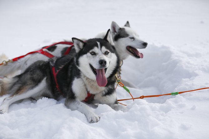 Dogsled Adventure in Mont-Tremblant - Small-Group Adventure