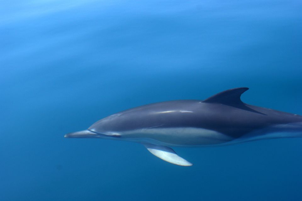 Dolphin Safari and Cave Tour in Vilamoura - Frequently Asked Questions