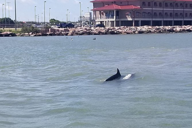 Dolphin Sightseeing Tour With Guide - Tour Vessel Features