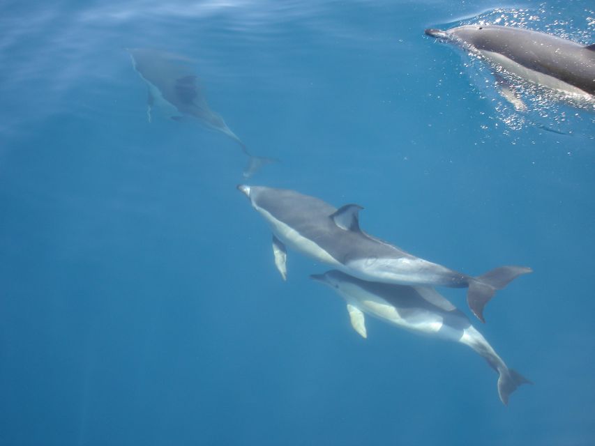 Dolphin Watching and Local Caves - Cave Exploration