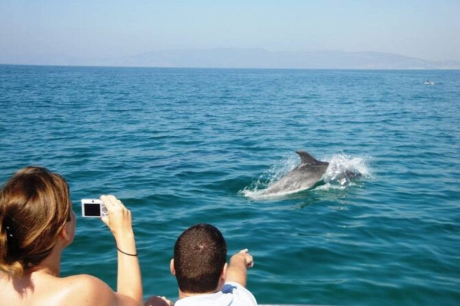 Dolphin Watching From Faro - Small-Group Tour Experience