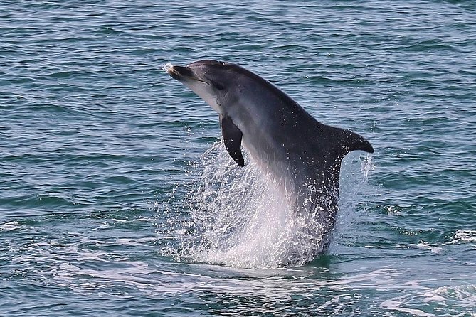 Dolphin Watching Tour by Catamaran From Lisbon - Tour Recommendations