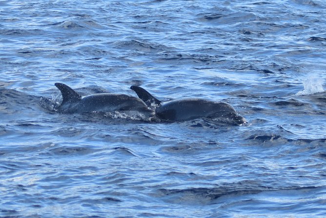 Dolphins Watching Martinique - Additional Details