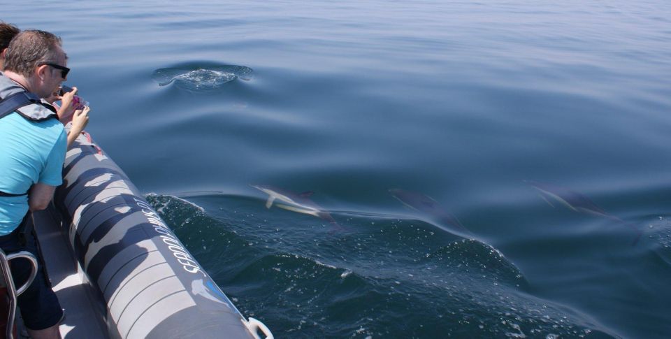 Dolphins Watching - Portimão - Adventure and Excitement