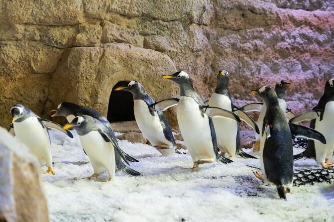 Dubai Aquarium and Underwater Zoo With Penguin Cove Tickets. - Planning Your Visit and Recommendations