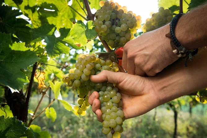 EBIKE Tour With Organic Wine Tasting - Highlights of the Tour