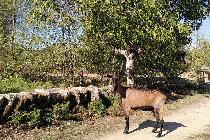 Educational Visit of a Certified Organic Micro Farm in Trancoso - Exploring the Organic Micro Farm