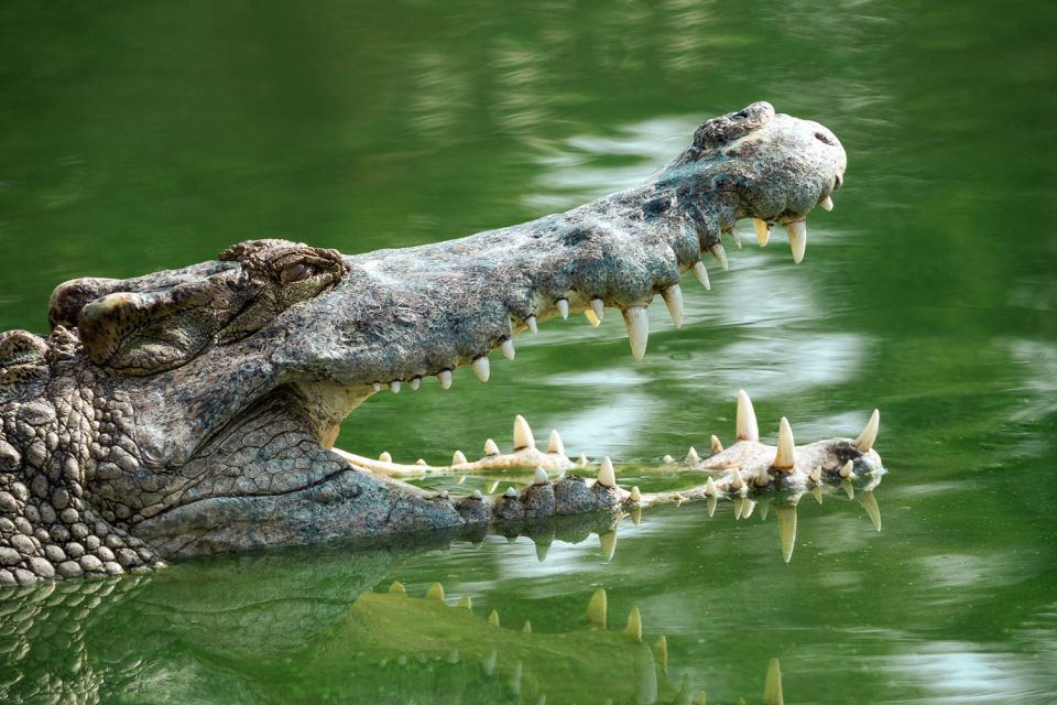 Everglades National Park: Mangrove Tunnel Kayak Eco-Tour - Duration and Availability