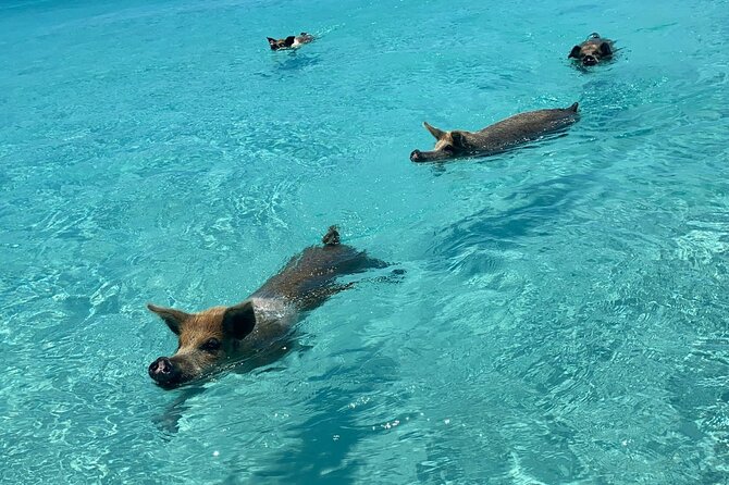 Exuma Powerboat Tour From Nassau With Swimming Pigs - Important Considerations