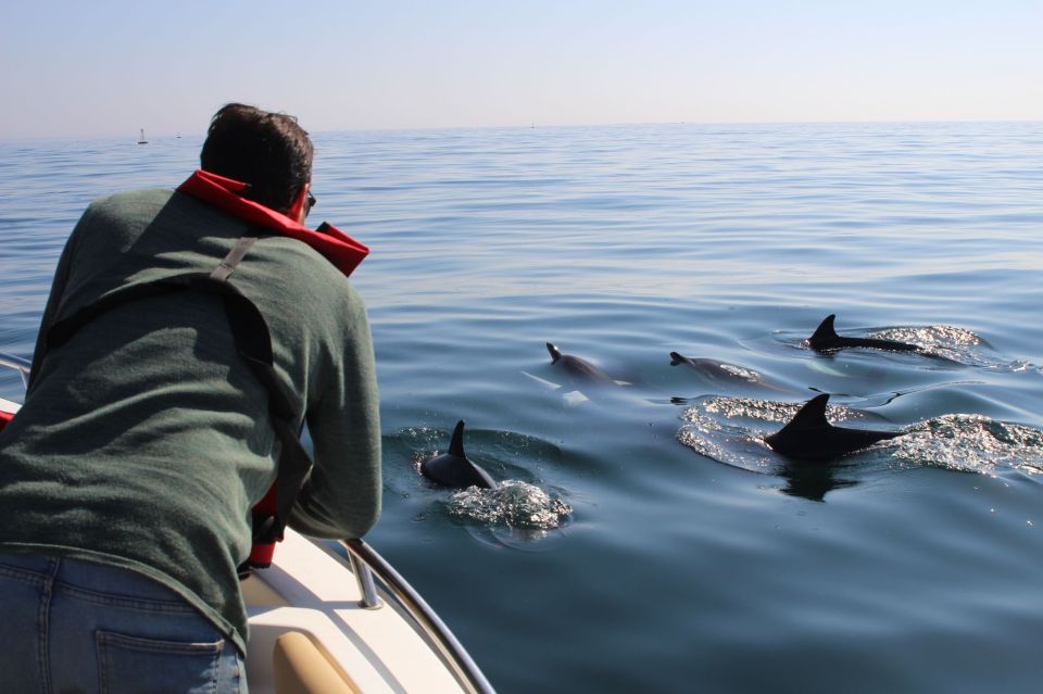 Faro: Dolphin and Marine Life Watching Boat Tour - Important Information