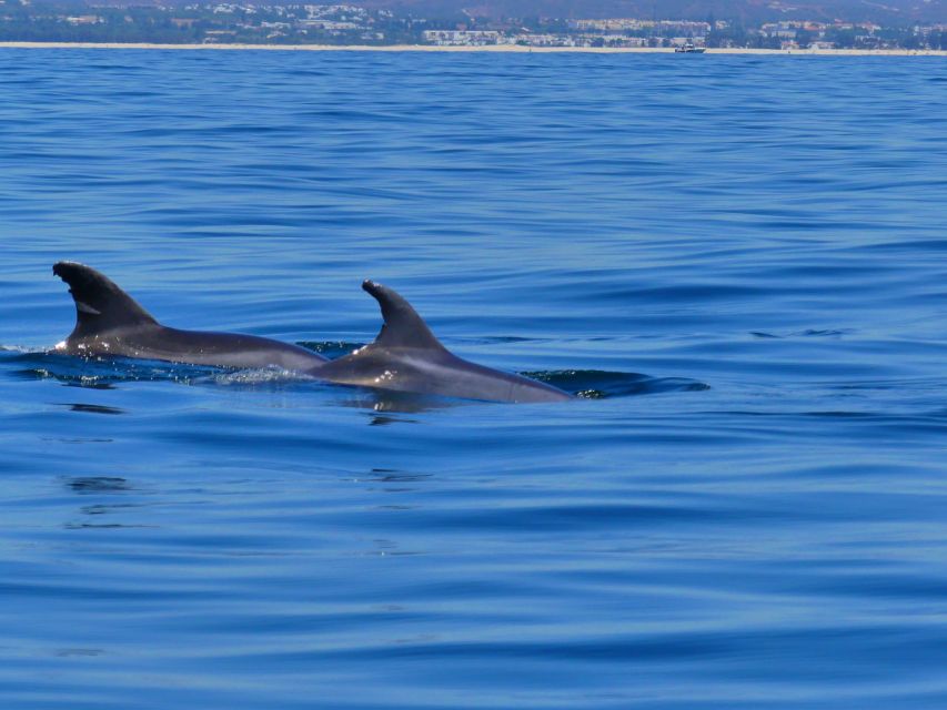 Faro: Dolphin and Wildlife Watching in the Atlantic Ocean - Marine Biologist-led Guidance