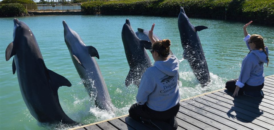 Florida Keys: Dockside Dolphin Experience - Included Features and Amenities