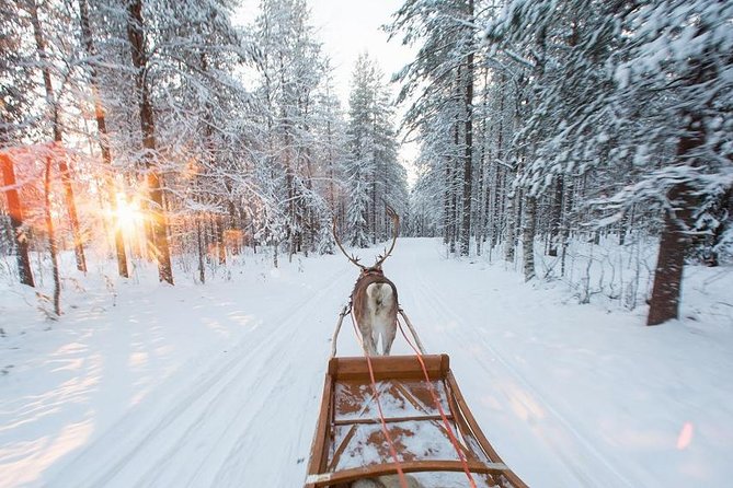 Forest Trail Reindeer Safari - Pricing and Cancellation