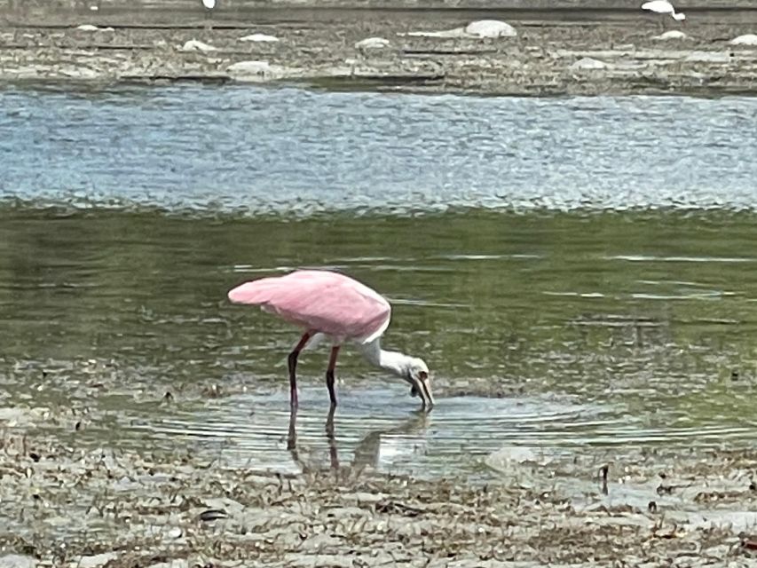 Fort Pierce: 8-Hr Jungle and Lagoon Passage to Ocean in FL - Encounter Marine and Avian Wildlife