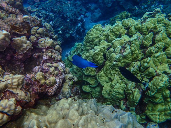 Four Winds Molokini Snorkeling Tour From Maalaea Harbor - Onboard Facilities and Activities