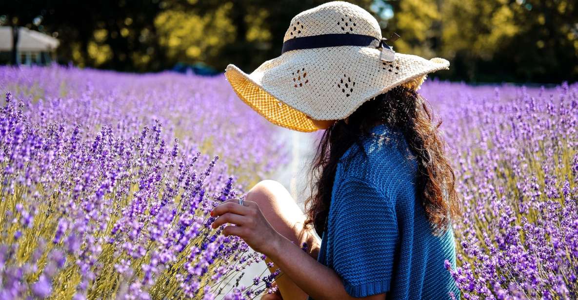 From Avignon: Lavender Fields & Luberon Village Guided Tour - Visiting a Lavender Farm