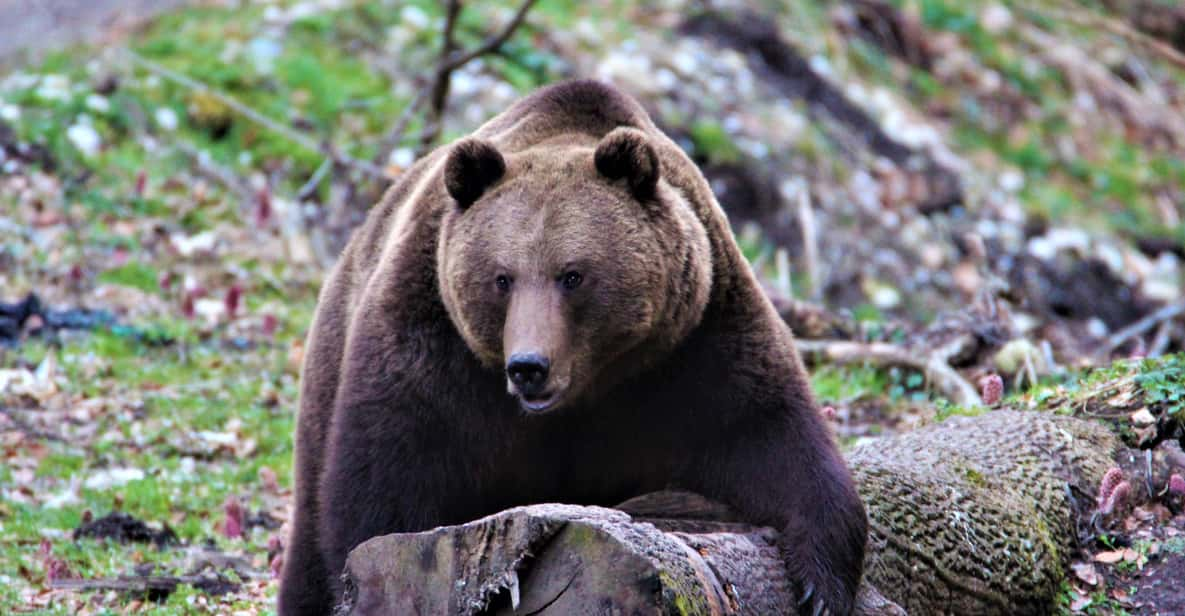 From Brasov: Brown Bear Watching in the Carpathian Mountains - Meeting Point and Inclusions