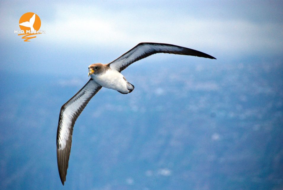 From Calheta: Whale and Dolphin Watching RIB Boat Tour - Getting to Calheta