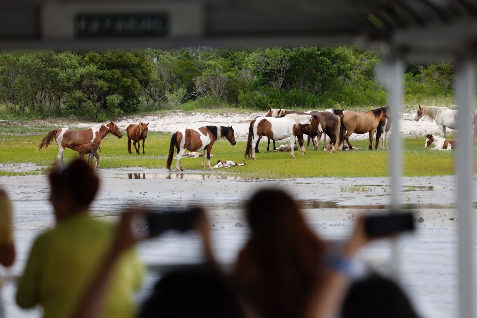 From Chincoteague Island: Assateague Island Boat Tour - Cancellation Policy