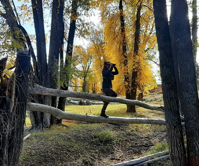 From Jackson Hole: Half-Day Grand Teton Wildlife Tour - Pricing and Booking