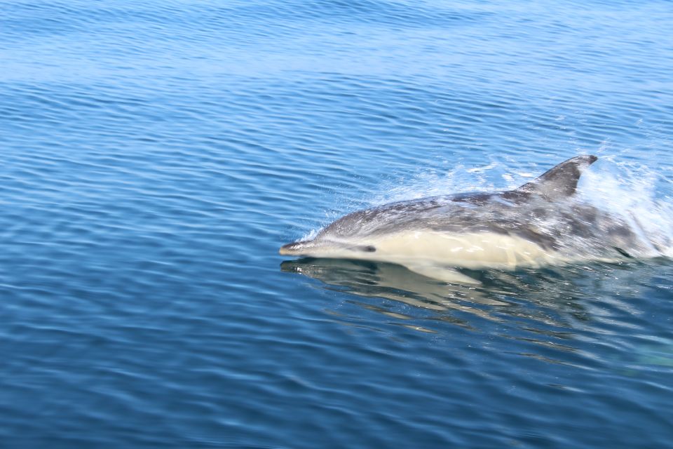 From Lagos: Dolphin Watching Boat Trip - What to Expect on the Boat