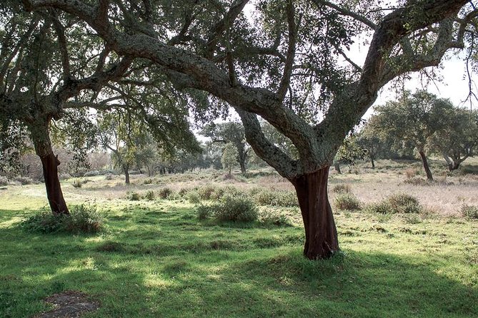 From Lisbon to Alentejo: Évora and Megaliths Full-Day Group Tour - Meeting and Pickup Details