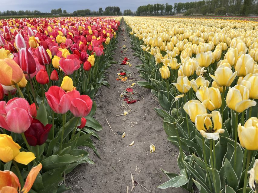 From Lisse: Landrover Tour Along Keukenhof & Flower Fields - Tulip Farm Show Gardens