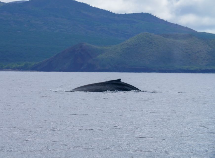 From Maalaea: Whale Watching Catamaran Cruise With Drinks - Group Size and Personalization