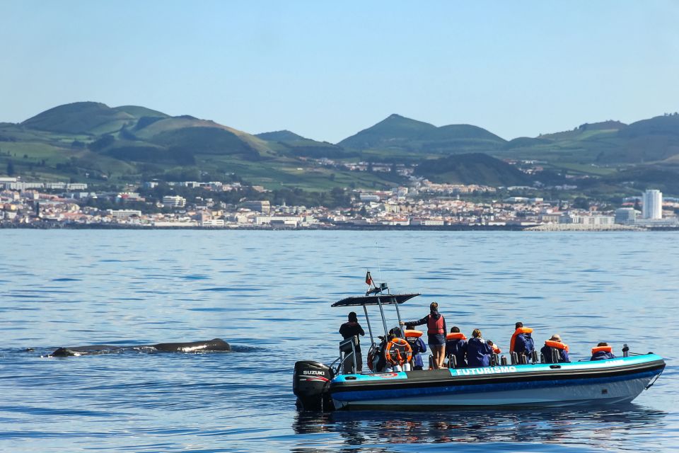 From Ponta Delgada: Whale and Dolphin Watching Trip - Boat Options and Recommendations