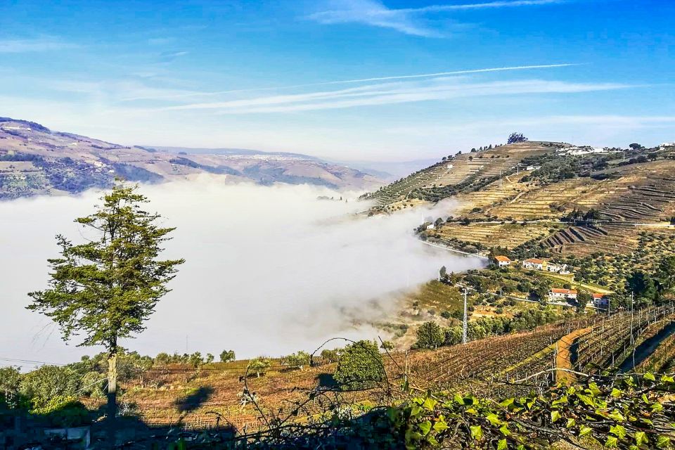 From Porto: Douro Valley Small Group Food and Wine Tour - Douro River Cruise