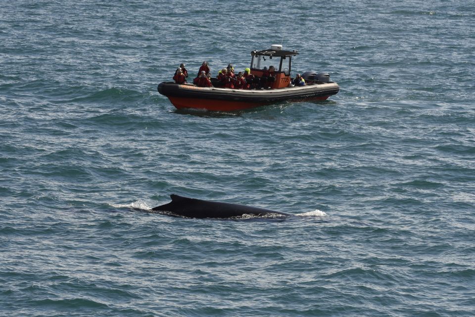 From Reykjavik: Whale and Puffin Watching RIB Boat Tour - Restrictions