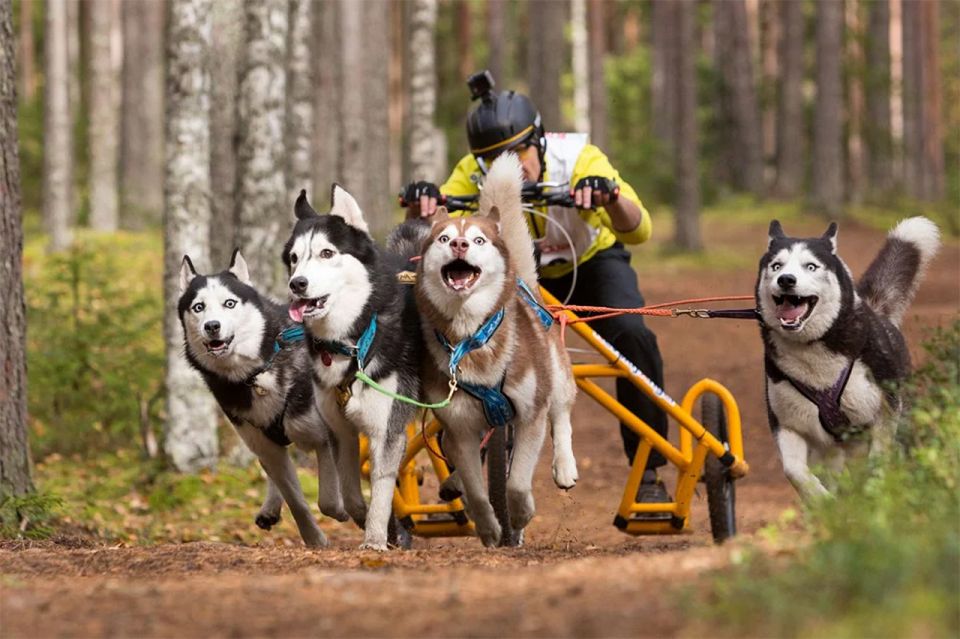 From Rovaniemi: Autumn Husky Safari Adventure - Arrival and Departure