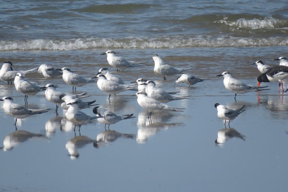 From Seville: Doñana National Park 4x4 Tour - Booking and Pricing Details