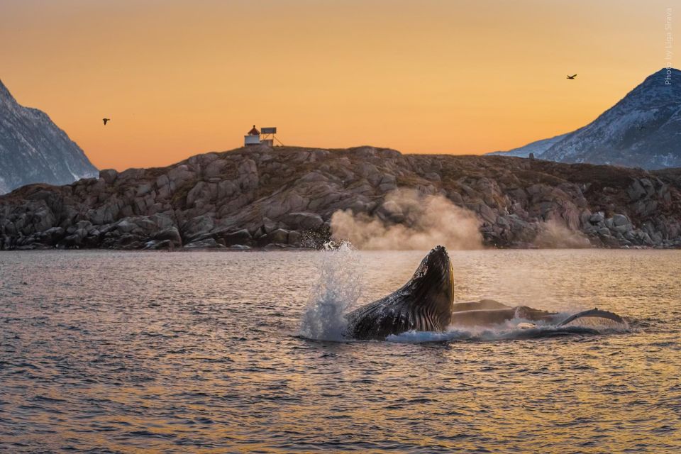 From Tromsø: Overnight Northern Lights & Whale Watching Tour - Pricing and Booking Information